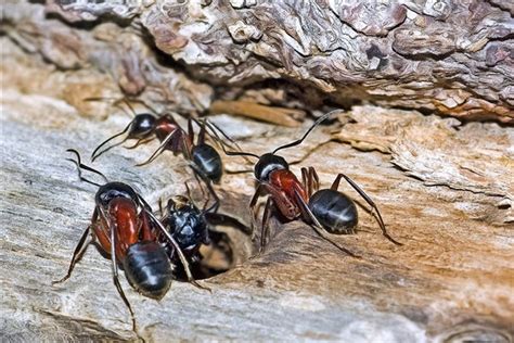 穿樑原則 螞蟻成群